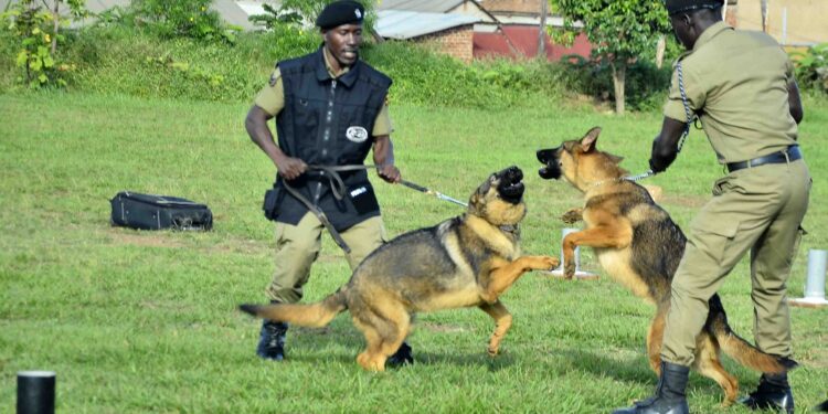 Uganda Police saves billions through local breeding of sniffer dogs