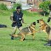 Uganda Police saves billions through local breeding of sniffer dogs