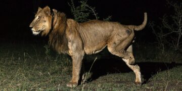 Crossing deadly waters: Uganda’s pair of lions set new swimming record during a high-stakes attempt.